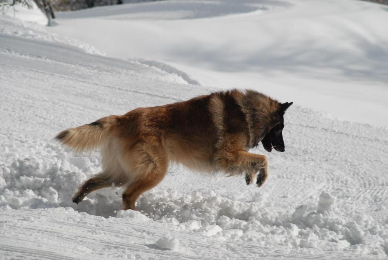 Stadel Soussun Champoluc Esterno foto